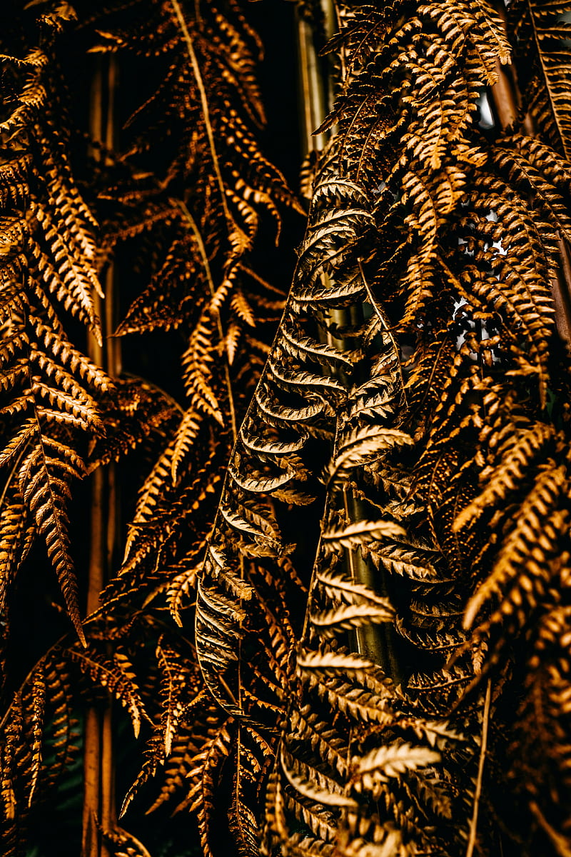 fern, leaves, dry, brown, macro, HD phone wallpaper
