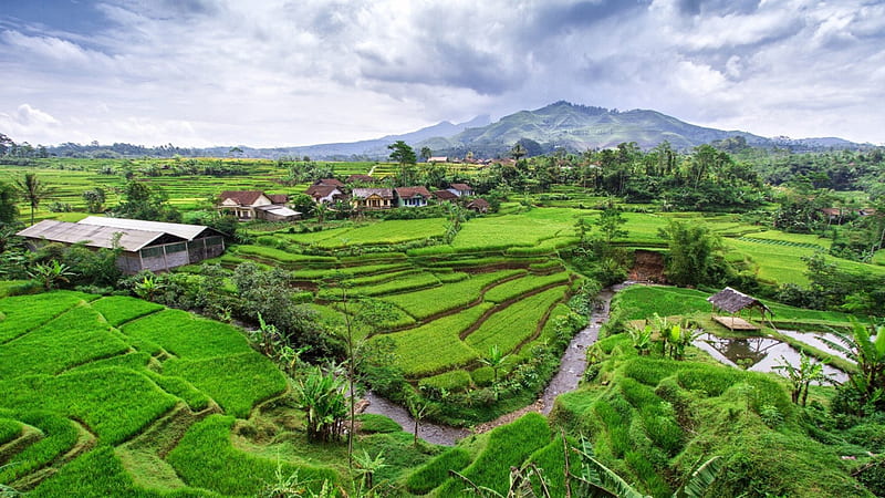 terraced rice fields in java indonesia, mountain, village, terraces, fields, creek, clouds, HD wallpaper