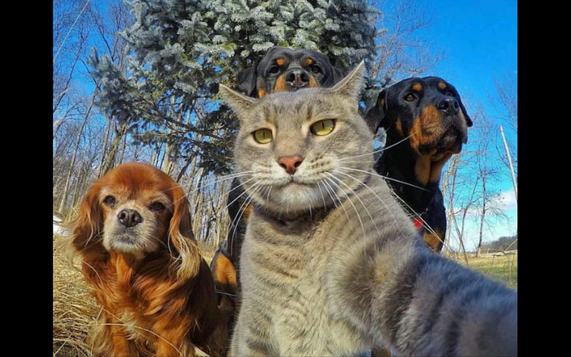Animal selfie, animal, cat, selfie, world, HD wallpaper