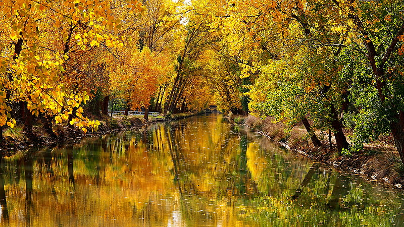 River Between Leafed Yellow Autumn Trees With Reflection Nature, HD wallpaper
