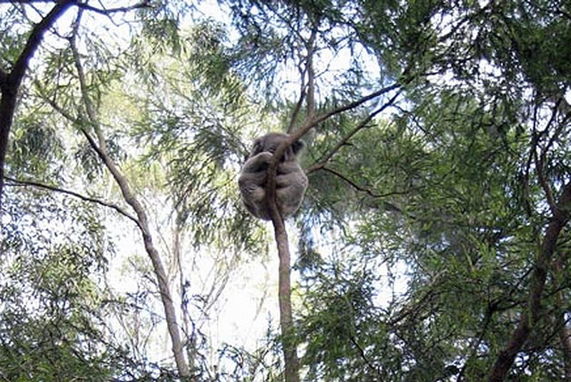 KOALA UP A TREE, tree, clinging, koala, asleep, HD wallpaper