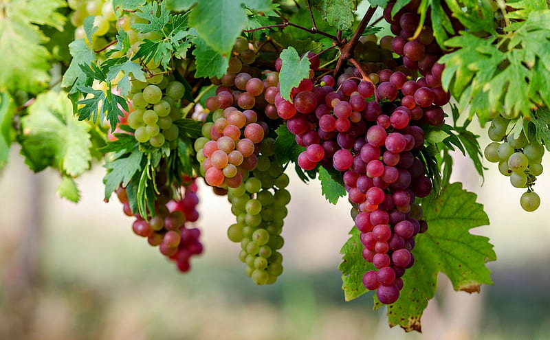 Grapes on the Vine, Grapes, Vines, Leaves, Nature, HD wallpaper