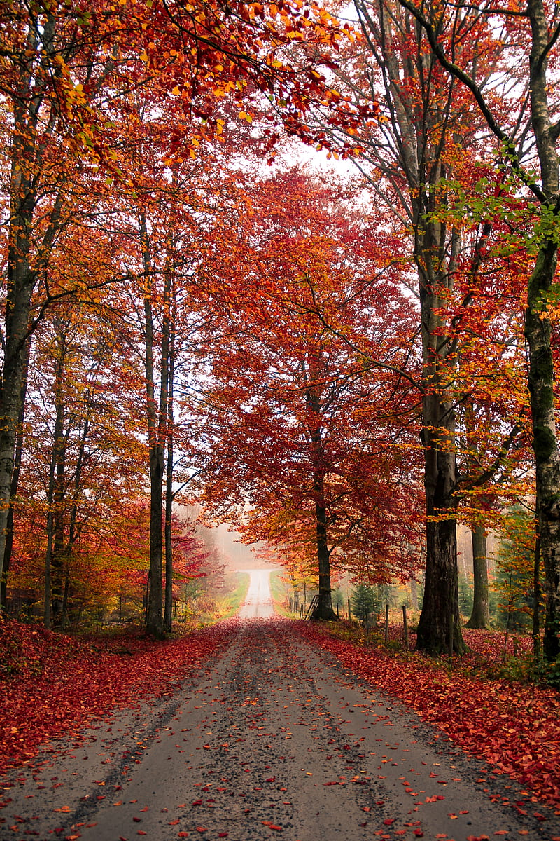 road, trees, autumn, foliage, fallen, HD phone wallpaper