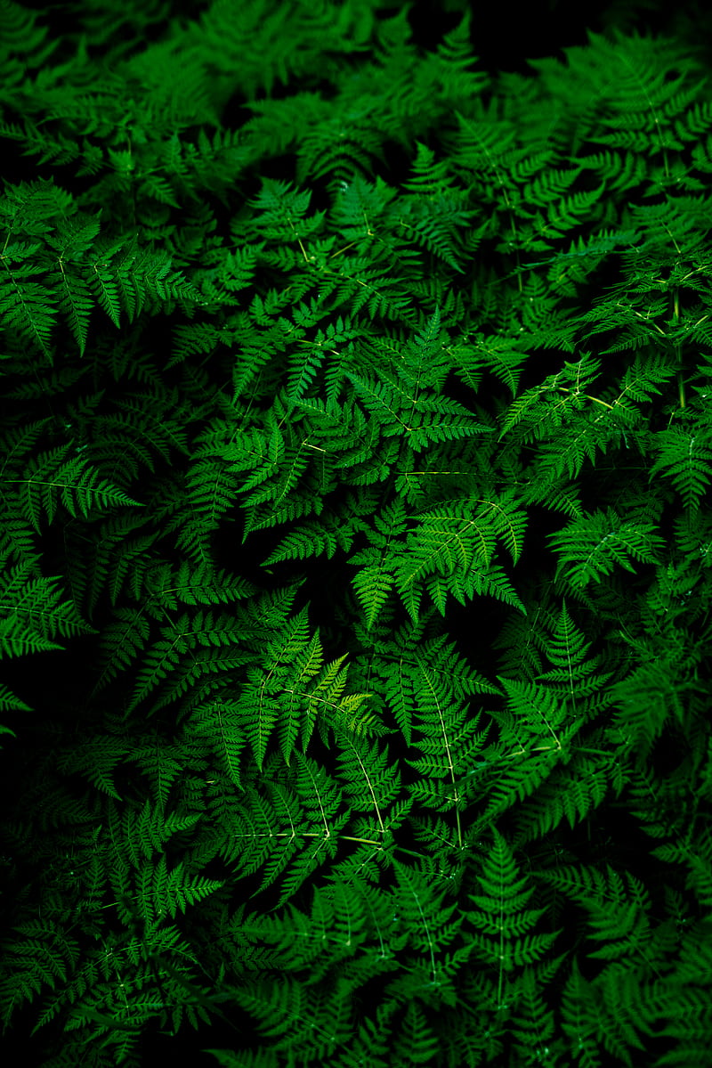 green fern plant, HD phone wallpaper