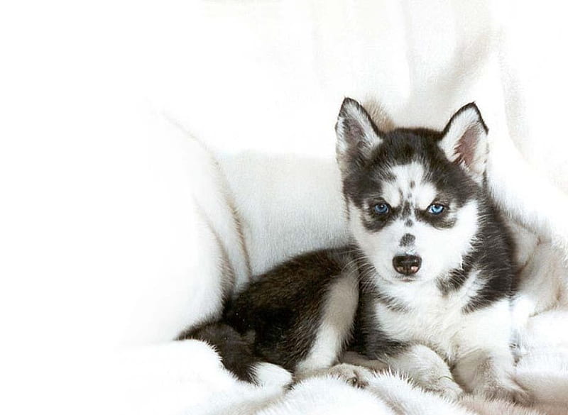 Baby Husky, Cachorro, Puppy, Dog, Animal, Husky, HD Wallpaper | Peakpx