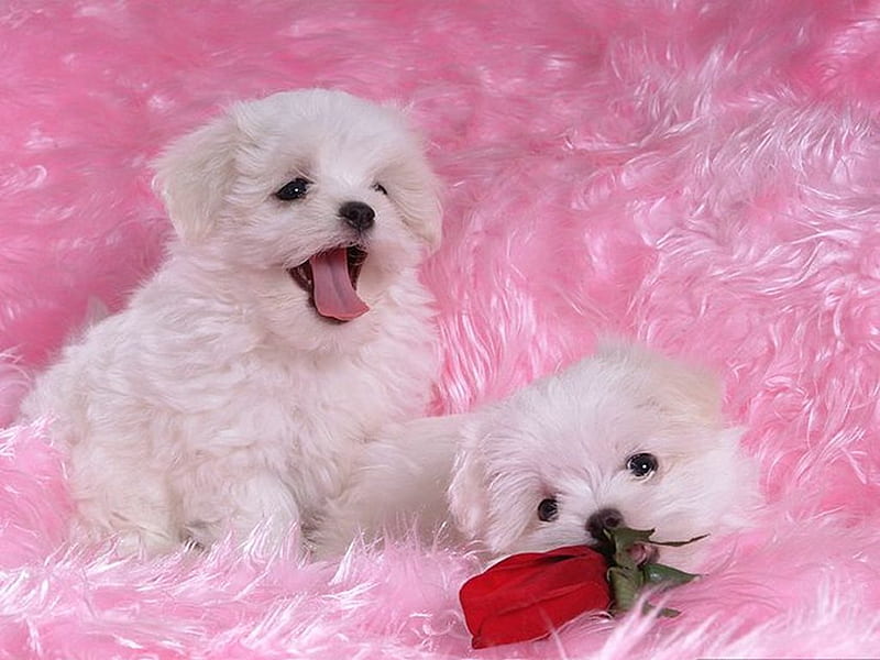 Cute white malteses, maltese, rose, puppy, dog, sweet, HD wallpaper
