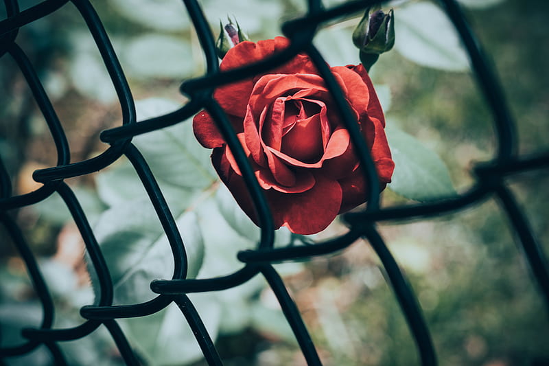 rose, flower, red, mesh, HD wallpaper