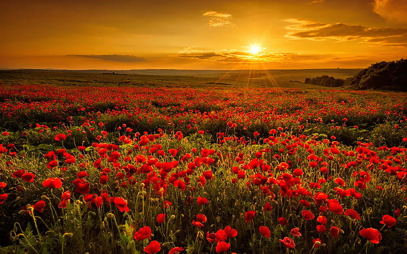 Sunset field, fiery, poppies, flowers, bonito, sunset, sky, field, HD wallpaper