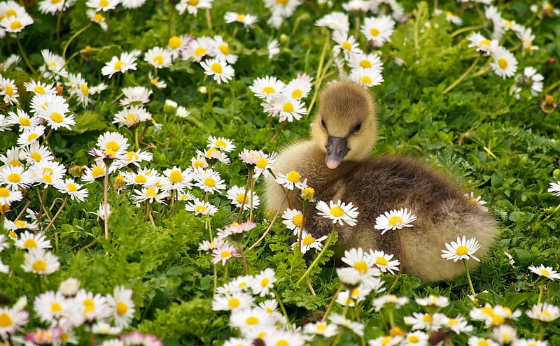 Duckling, grass, yellow, easter, spring, cute, green, bird, flower, white, field, HD wallpaper