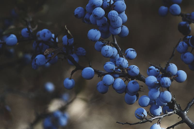 blackthorn, berries, branches, macro, HD wallpaper