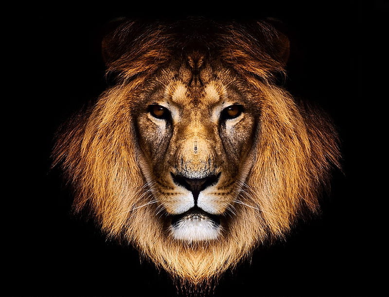 Lion 3d, king, lion, animals, HD wallpaper | Peakpx