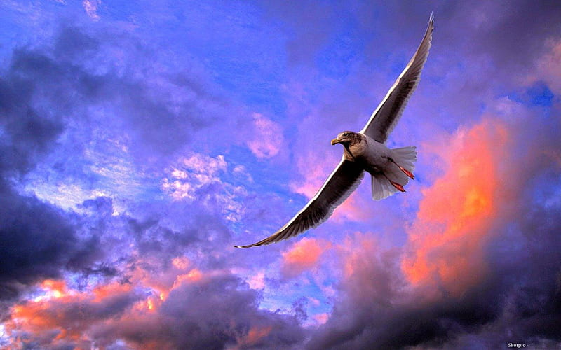 ALBATROSS AT SUNSET, seabirds, wings, flight, birds, sunset, albatross, clouds, HD wallpaper