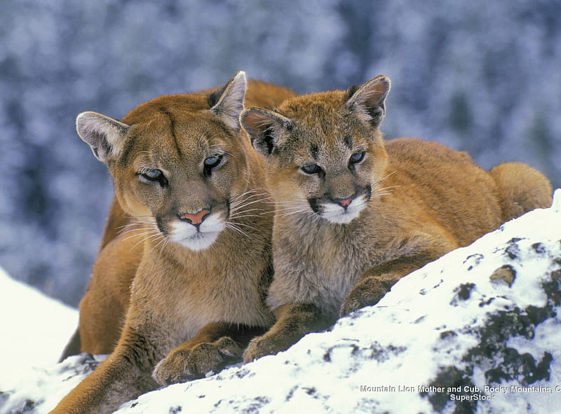 Mountain lion, moutain, big cat, snow, cub, wild life, lion, HD wallpaper