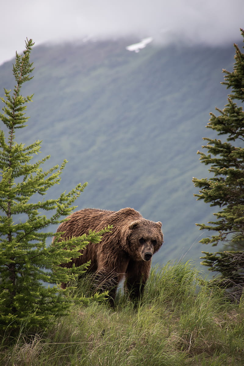 brown bear, bears, predator, grass, trees, HD phone wallpaper