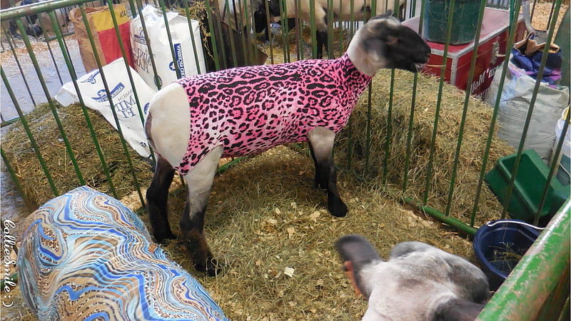 Ohio County Fair: Designer Sheep! :D, sheep, stripes, county fair, lamb, lambs, leopard pattern, pink, blue, Ohio county fair, HD wallpaper