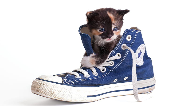 Funny Black Brown Cat Kitten Inside Blue Shoe In White Background Funny, HD wallpaper