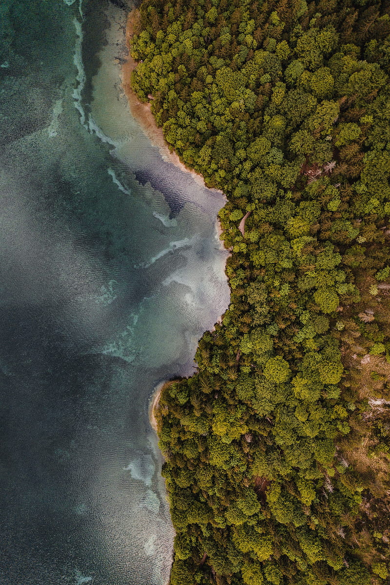 aerial view, coast, trees, forest, sea, HD phone wallpaper