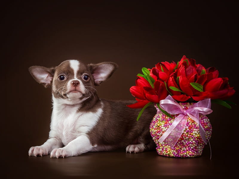 Puppy, red, deco, chihuahua, rose, caine, vase, animal, cute, flower, pink, dog, HD wallpaper