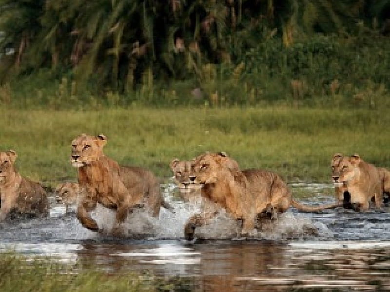Una manada de leones, manada, leones, Fondo de pantalla HD | Peakpx