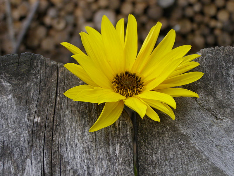 little sister of sun, flower, yellow, sun, wood, HD wallpaper