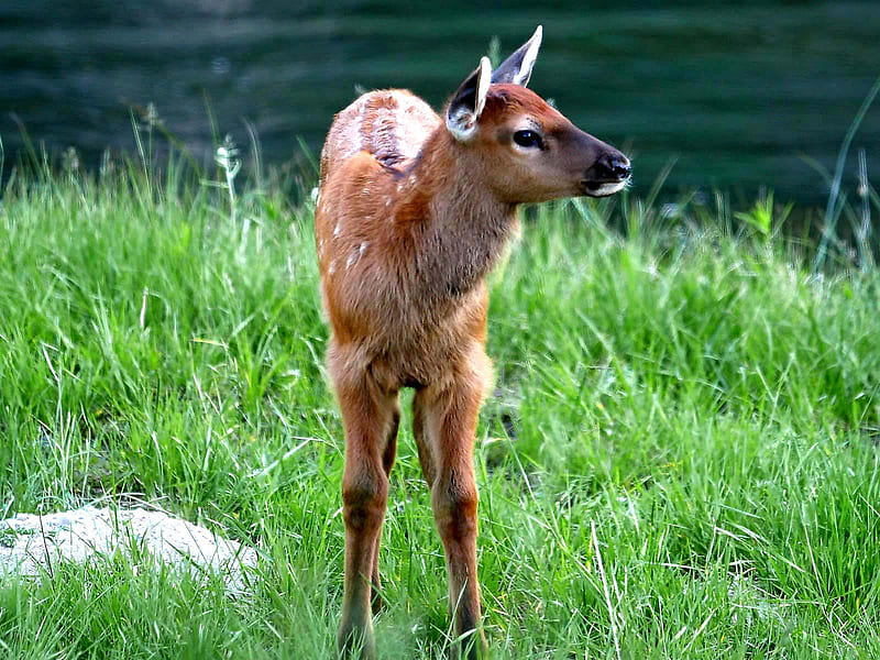 Baby Elk, bucks, moose, elk, nature, animals, deer, HD wallpaper
