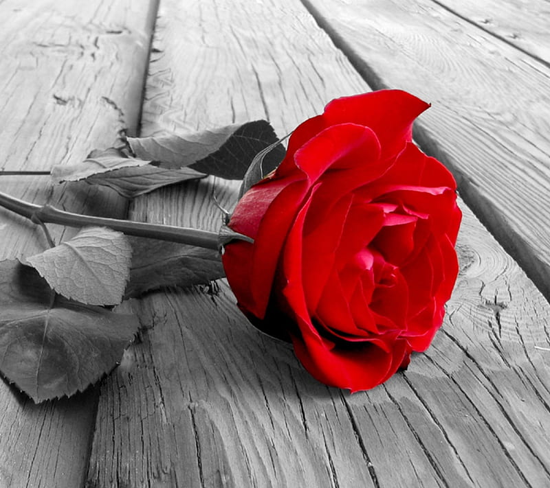 Rose, awesome rose, beauty, cool, flower, love, nature, nice, red, HD wallpaper