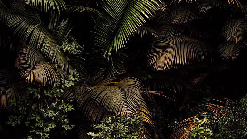 Palm, leaves, branches, dark, HD wallpaper