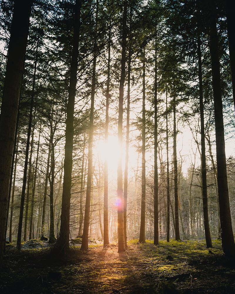 forest, sun, blinding, bright, glare, rays, trees, HD phone wallpaper