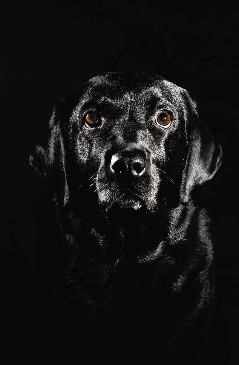 Black dog in grayscale, abstract, black, dog, dog breed, grayscale, labrador retriever, nobody, people, vertical, HD phone wallpaper