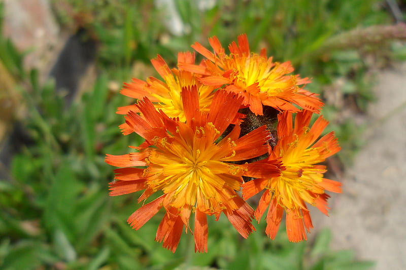 Orange Hawkweed, close up, four, wildflower, detail, HD wallpaper