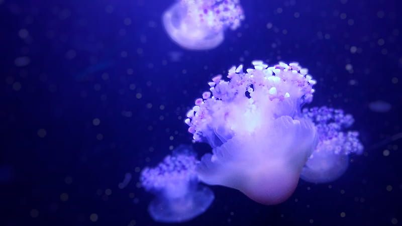 several jellyfishes underwater, HD wallpaper