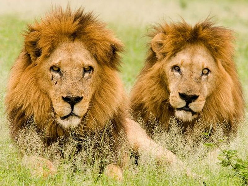Two Huge Male Lions, king lions, the pride, two male lions, male lions, HD wallpaper