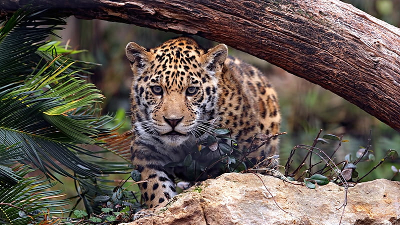 Jaguar, Wildlife, Wild Cats, Wild Cat Species, HD wallpaper