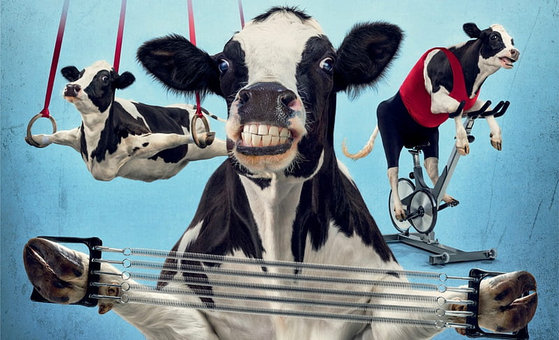 :D, cow, andy mahr, black, creative, animal, gym, fantasy, vaca, funny, white, blue, HD wallpaper