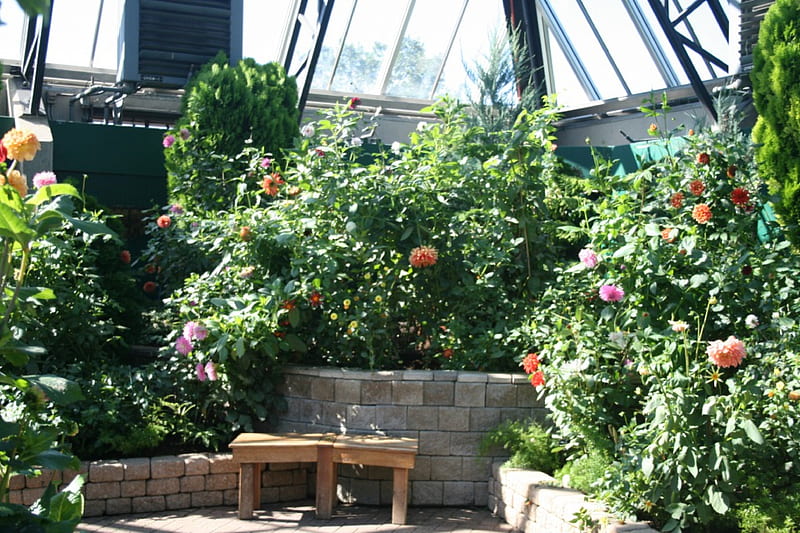 Amazing day at Edmonton garden 17, orange, yellow, graphy, stones, green, Dahlia, garden, Flowers, pink, HD wallpaper