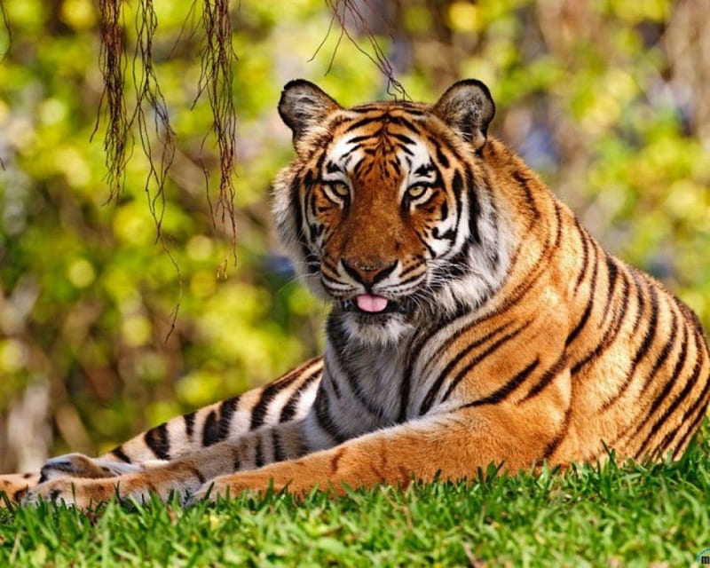 Beauty, in nature, cattime, beautiful, tiger, animal, relaxed, big, wild, HD wallpaper