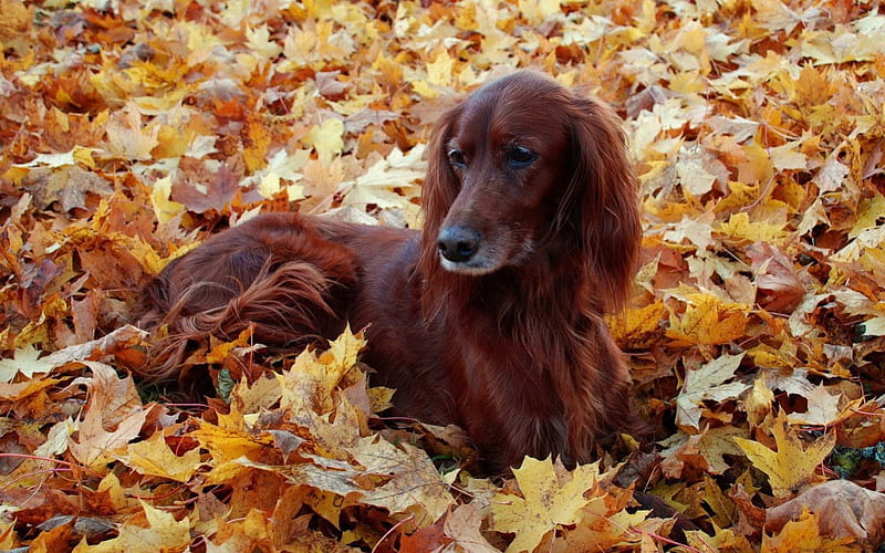 CHESTNUT BEAUTY, fall, autumn, autumn colours, companions, pets, leaves, friends, animals, dogs, HD wallpaper