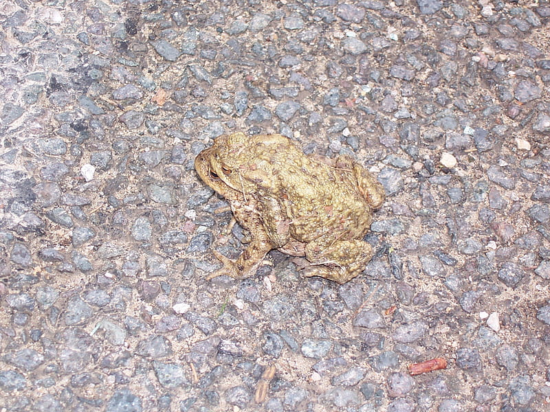 i cant walk no more, hitchin a ride, common, frog cousin, toad, HD wallpaper