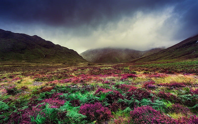 cloudy weather, fog, flower field, mountains, pleven flowers, valley, HD wallpaper