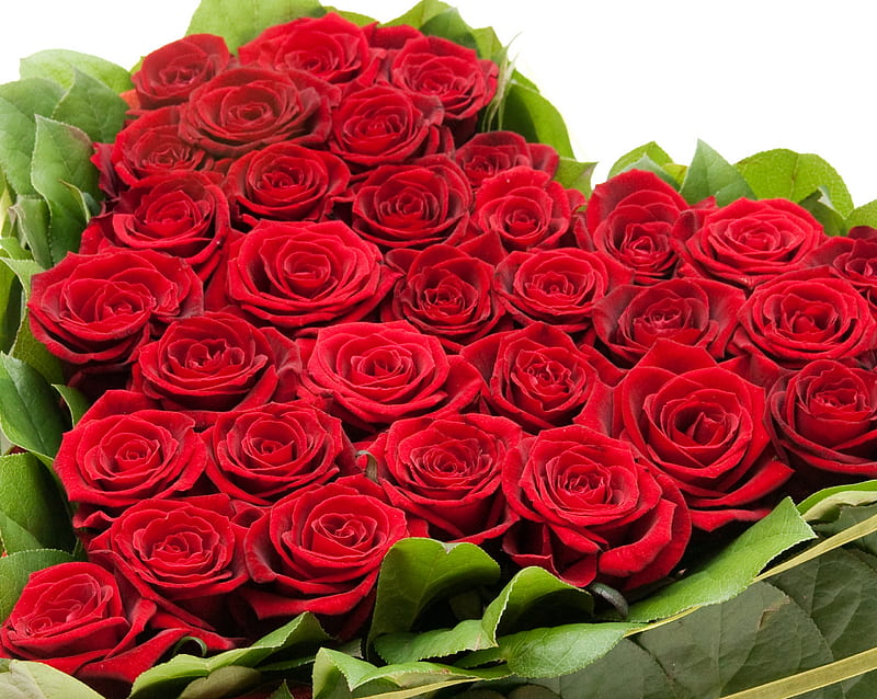 Rosas rojas, con amor, rojo, bonita, rosa, hermosa, rosa roja, grafía,  flores, Fondo de pantalla HD | Peakpx