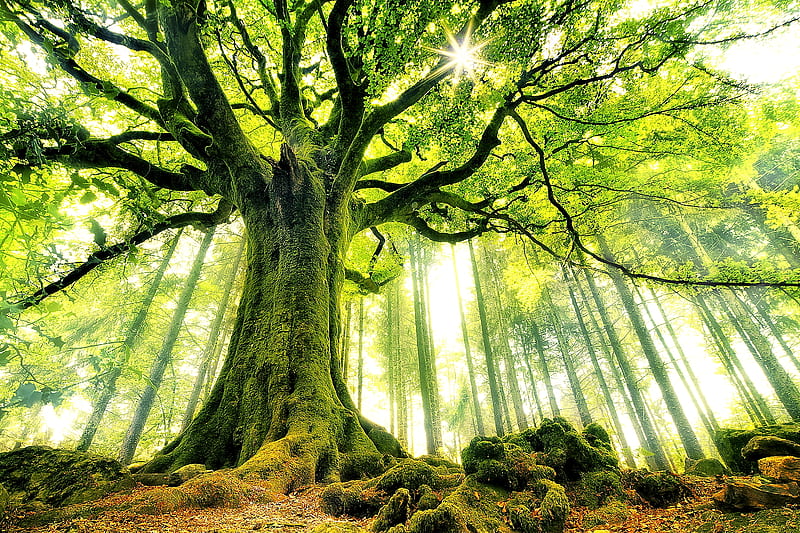 Oak hero, forest, magic, old, under, tree, heroes, hero, peaceful, nature, oak, great, wood, HD wallpaper