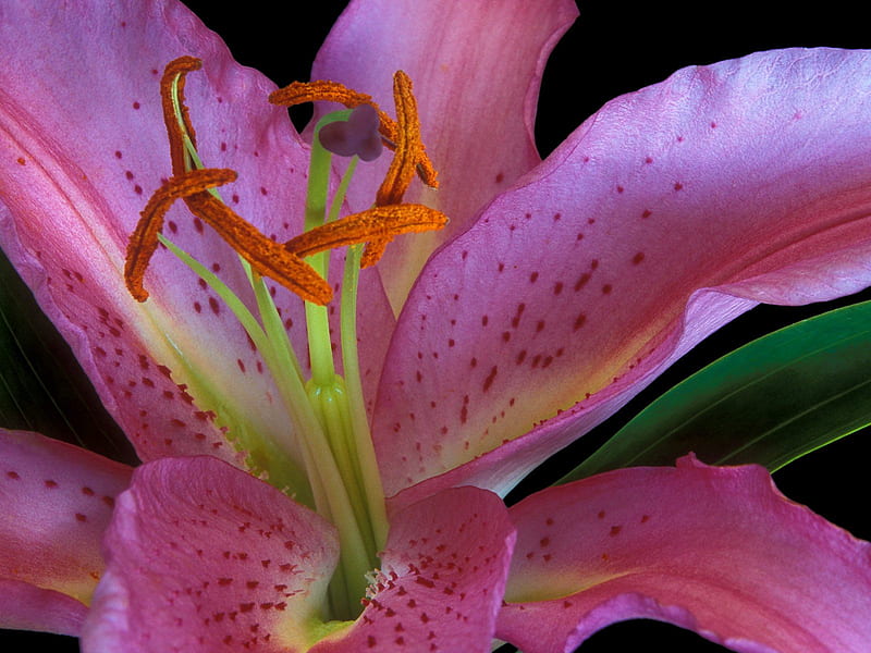 Untitled, lily, exotic lily, HD wallpaper | Peakpx