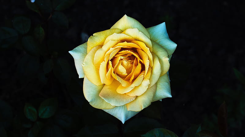 rose, yellow, petals, closeup, HD wallpaper