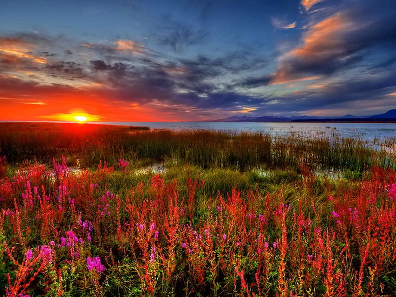 Fire, red, pretty, glow, fiery, bonito, sunset, clouds, sundown, nice, flowers, sunrise, gorgeous, amazing, lovely, sky, water, rays, summer, nature, meadow, field, HD wallpaper