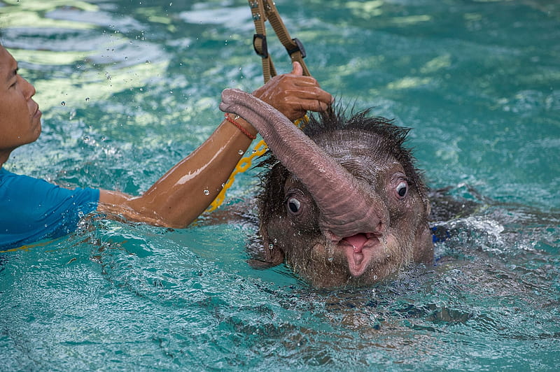 Baby elephant hydrotherapy, Baby elephant, Strengthen withered muscles, Elephant, Afloat, Clear sky, Wounded by animal trap, Harness, Hydrotherapy, HD wallpaper