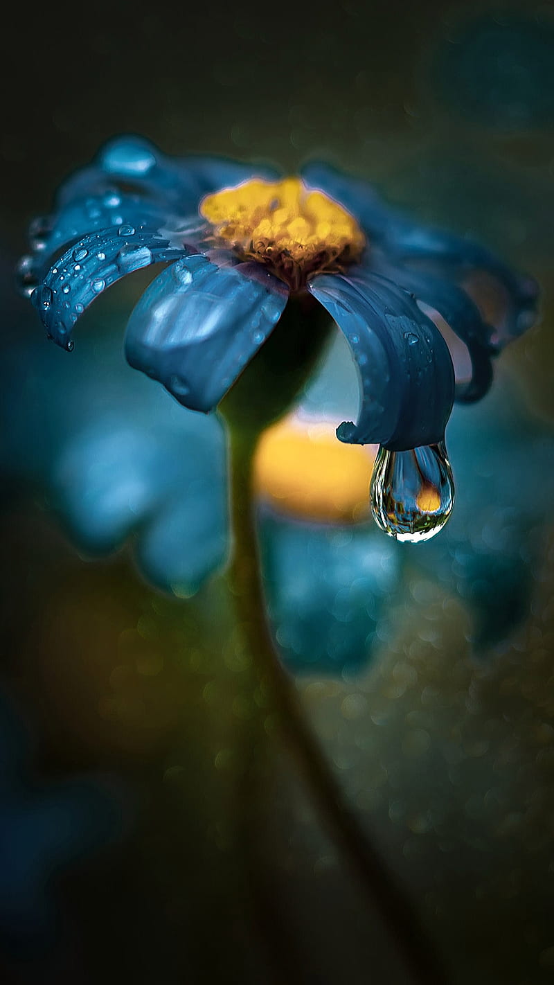 Lonely flower, blue, blue flower, flower, nature, rain, waterdrop, waterdrops, HD phone wallpaper