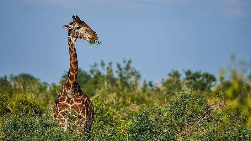 Giraffe Is Eating Green Leaves Standing In Sky Background Giraffe, HD wallpaper