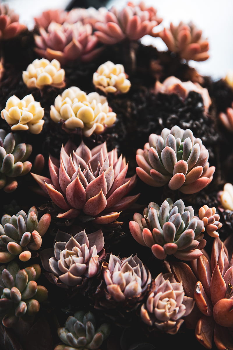 plants, succulents, close-up, HD phone wallpaper