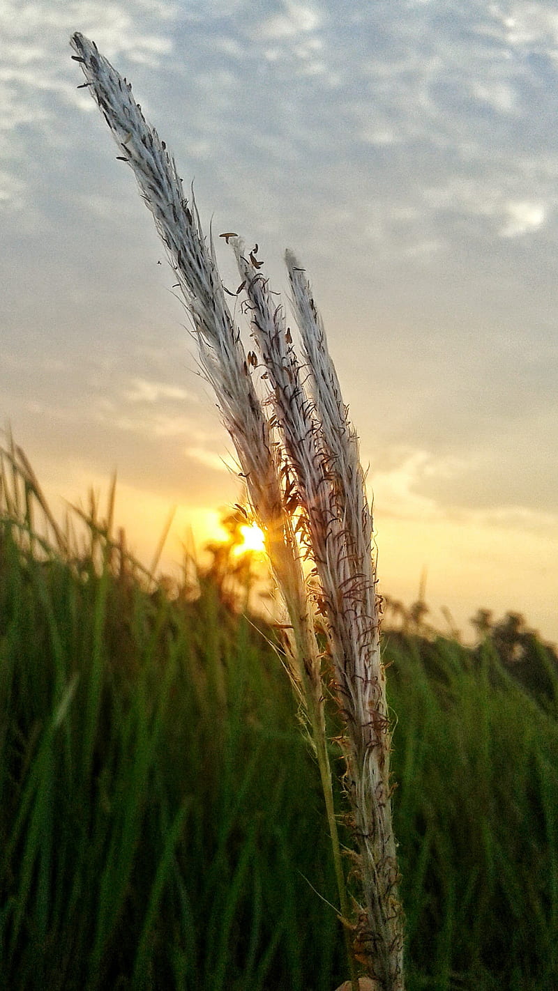 breeze, air, clouds, eco, ecology, farming, field, green, greenfield, india, mobileclick, nature, graphy, plant, plantation, samsung, sky, skyscape, sun, sunrays, sunrise, sunset, surays, HD phone wallpaper