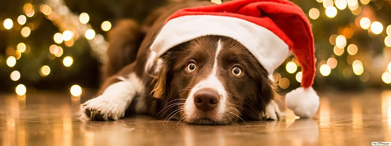 Happy Pawlidays! from a lazy Santa dog - Christmas, Christmas Beagle, HD wallpaper